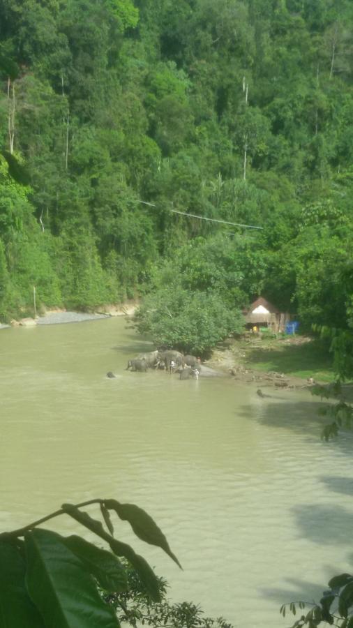 Green Lodge Tangkahan Luaran gambar