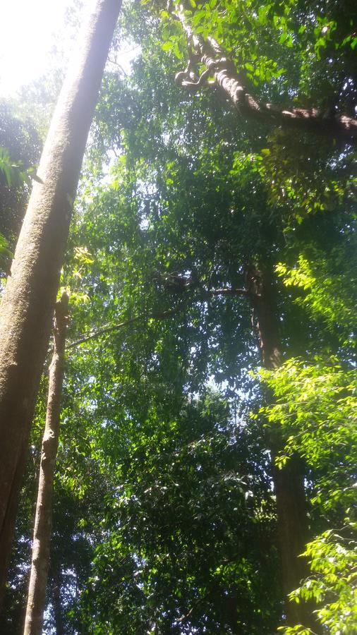 Green Lodge Tangkahan Luaran gambar